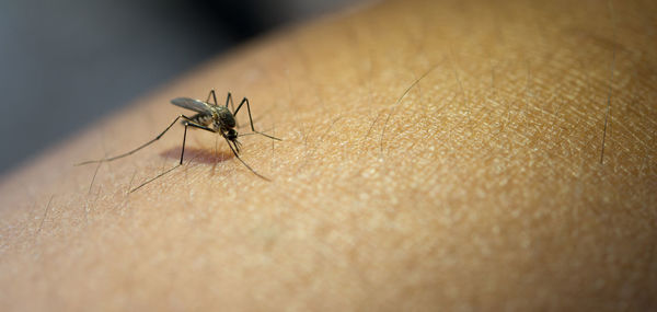 Close-up of insect on hand