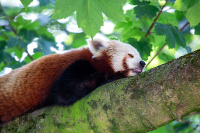 Low angle view of red panda