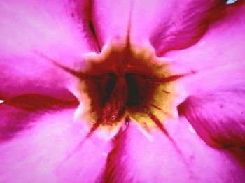 Macro shot of pink hibiscus flower