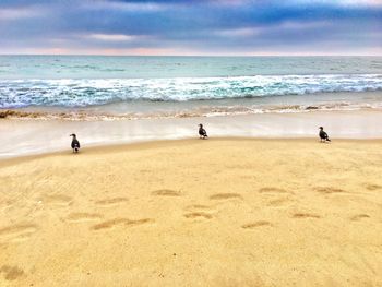 Birds perching on shore at beach against sky