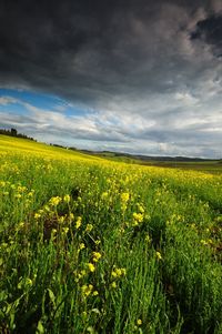 Scenic view of field against cloudy sky