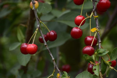 Close-up of red berries growing on tree