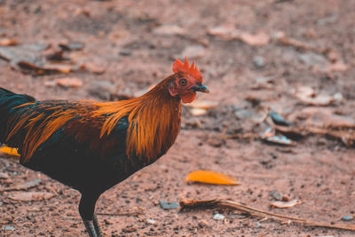 Close-up of rooster on land