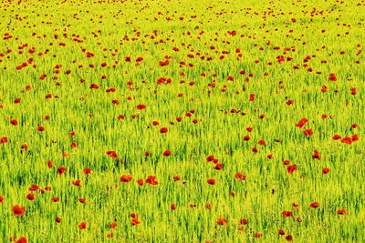 Close up of poppy blooming in field