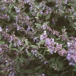 Close-up of purple flowers