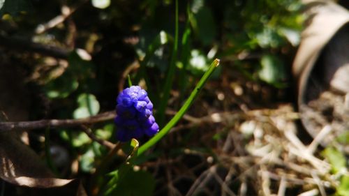 Close-up of purple flower