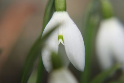 Close-up of white flowers blooming outdoors