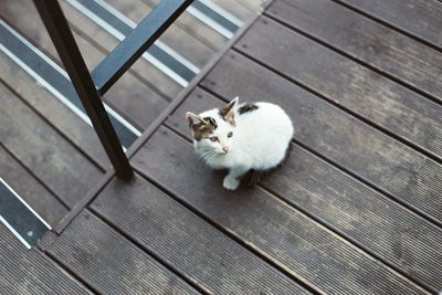 High angle view of cat on wooden floor