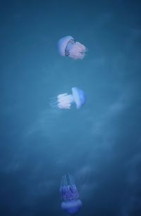 Close-up of jellyfish swimming in sea