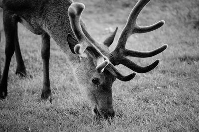 Deer in a field