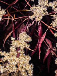 Close-up of plants