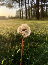 Close-up of dandelion flower on field