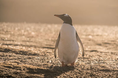 Side view of a penguin on beach