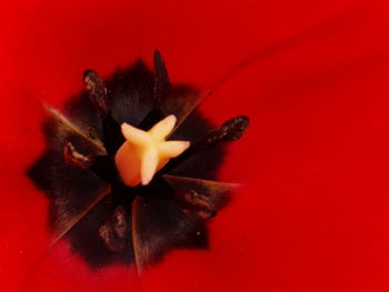 Close-up of red rose flower