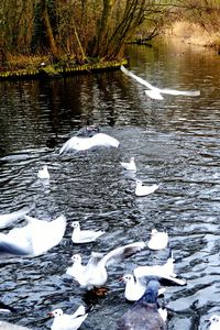 Ducks in frozen lake during winter