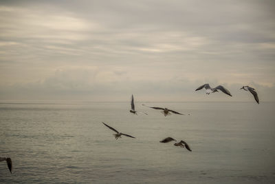 Seagulls flying over sea against sky