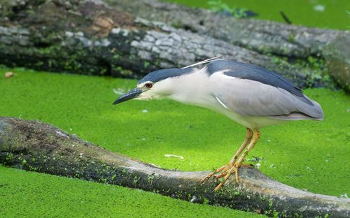 Side view of bird perching on grass