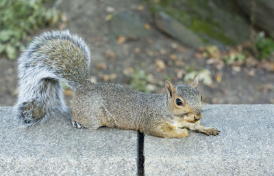 Close-up of squirrel on rock