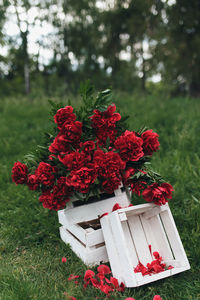 Red peonies in the white wooden box. high quality photo