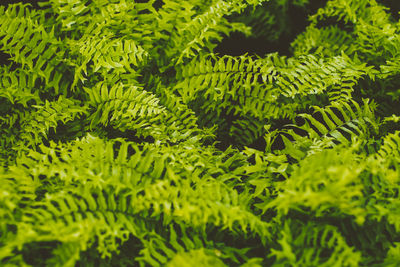 Close-up of fern leaves