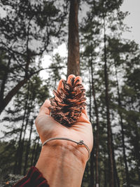 Midsection of person holding plant against trees in forest