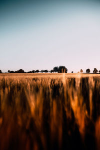 Scenic view of field against clear sky on sunset