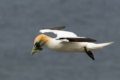 Close-up of a bird flying against the sky