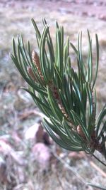 Close-up of plant