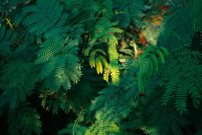 Full frame shot of palm tree in forest