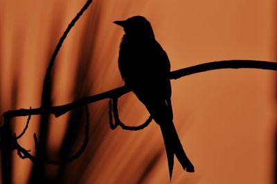 Silhouette bird perching on a branch