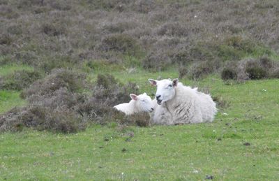 Sheep on field