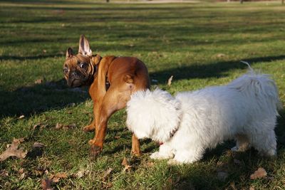 View of a dog on field