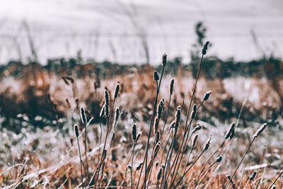 Close-up of plants on field