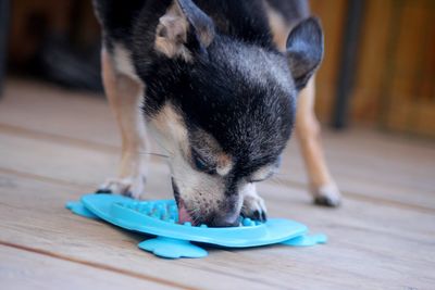 Close-up of dog