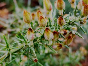 Close-up of flowering plant