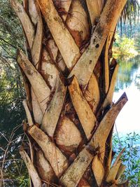 Close-up of tree trunk