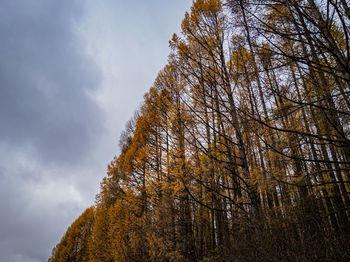 Low angle view of trees against sky during autumn