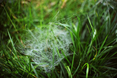 Close-up of grass growing in field