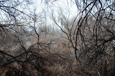 Low angle view of bare trees in forest