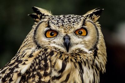 Close-up of horned owl