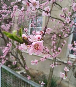 Close-up of pink cherry blossom