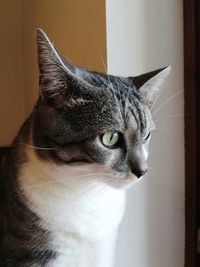 Close-up of cat looking away