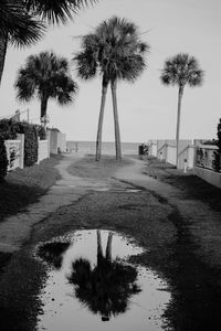 Palm trees by the sea