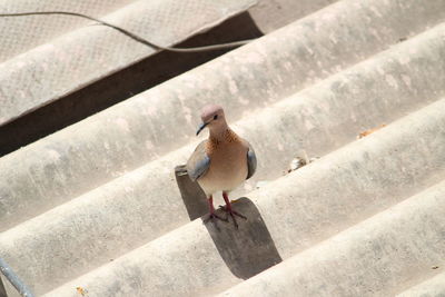 High angle view of pigeon perching on retaining wall