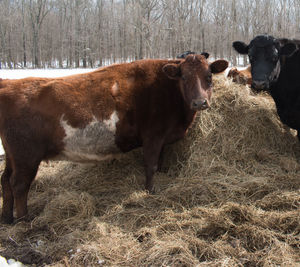 Cows standing on field