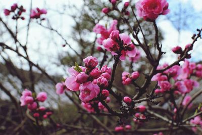 Close-up of pink cherry blossoms in spring