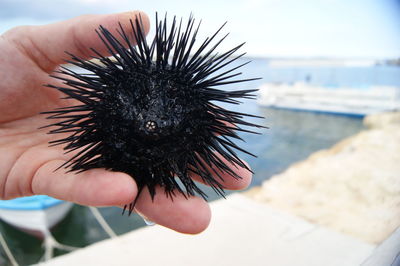 Cropped image of hand holding sea urchin at beach