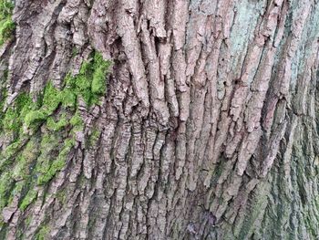 Full frame shot of tree trunk