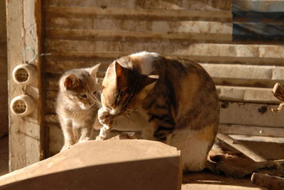 cat