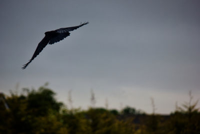 Low angle view of bird flying in sky